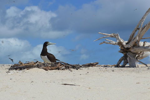 Seastar Luxury Outer Great Barrier Reef Island And Reef Tour From Cairns - Accommodation Fremantle 1