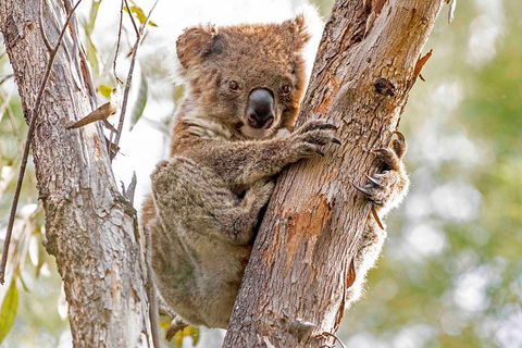 Wild Australian Wildlife 4WD Tour From Sydney - Accommodation Fremantle 1