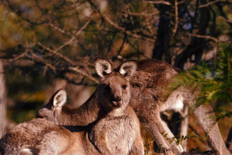 Wild Australian Wildlife 4WD Tour From Sydney - Accommodation Fremantle 3