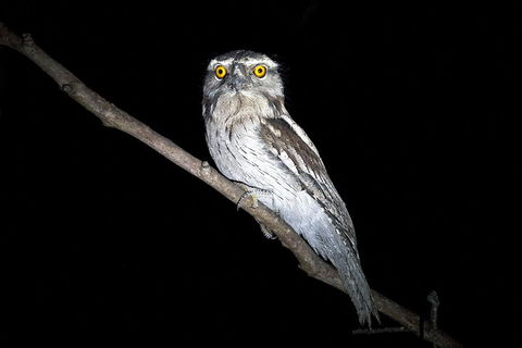 Wild Australian Wildlife 4WD Tour From Sydney - Accommodation Fremantle 4