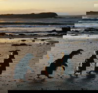 Phillip Island Penguin Parade Day Trip with Koala Conservation Reserve Visit - Accommodation Fremantle