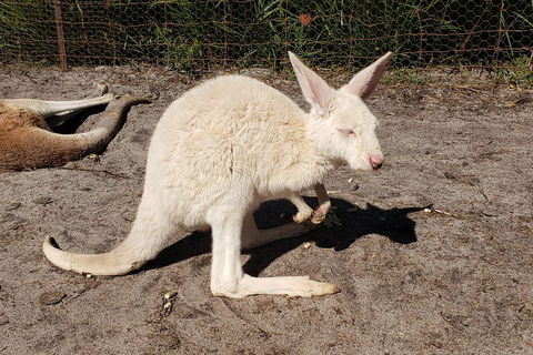 Very Best Of Perth Tour - Wildlife Park & City Highlights Tour - Accommodation Fremantle 3