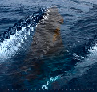 Phillip Island Whale Watching Tour - Accommodation Fremantle