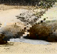 Phillip Island Penguin Parade Brighton Bathing Boxes and Wildlife Park Tour - Accommodation Fremantle