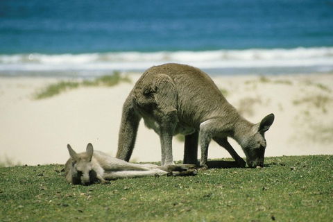 Great Ocean Road Highlights Tour - 2 Days, 1 Night - Accommodation Fremantle 2