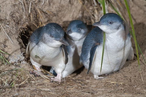 Great Ocean Road & Phillip Island - 3 Days, 2 Nights - Accommodation Fremantle 2