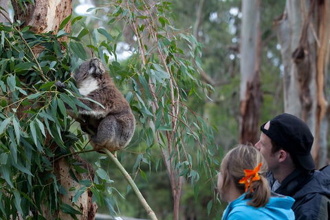 Great Ocean Road & Phillip Island - 3 Days, 2 Nights - Accommodation Fremantle 4