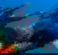 Scuba Dive the S.S. Yongala Wreck on the Great Barrier Reef. - Accommodation Fremantle