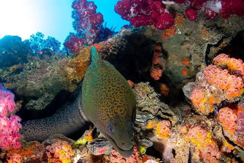 Scuba Dive The S.S. Yongala Wreck On The Great Barrier Reef. - Accommodation Fremantle 1