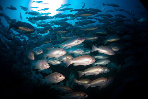 Scuba Dive The S.S. Yongala Wreck On The Great Barrier Reef. - Accommodation Fremantle 4