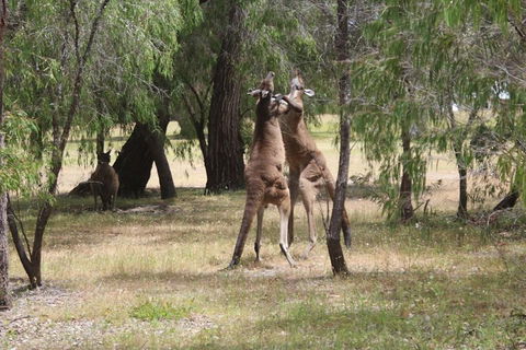 Margaret River Coastal And Wildlife Eco Trip From Busselton Or Dunsborough - Accommodation Fremantle 1
